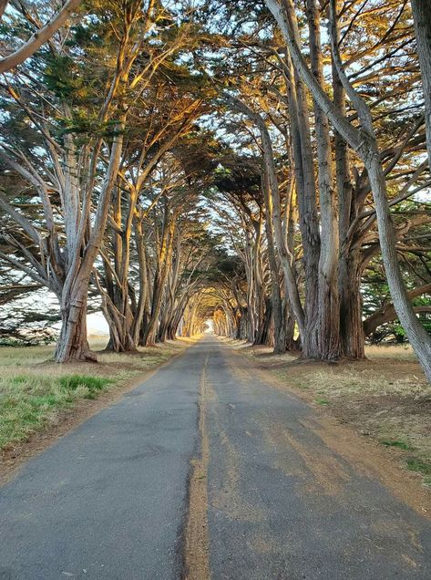 Cypress Tree Tunnel in Marin County, CA, by Brian Avedano Cypress Tree Tunnel, Marin County California, Tree Tunnel, Go Ride, California Landscape, Marin County, Cypress Trees, Back Road, Summer Solstice