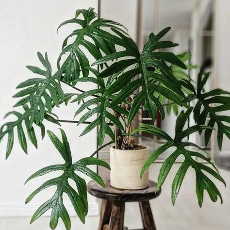 Philodendron Mayoi, Tropical House Plants, Orchid Bark, Philodendron Plant, Peace Love Happiness, Organic Soil, Tropical House, Light Bright, Pretty Plants