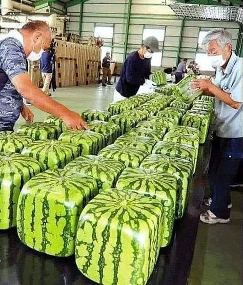 Square Watermelon, Watermelon Gift, Unusual Facts, Glass Cube, Harvest Season, The Harvest, Small Patio, Ancient History, Shelf Life