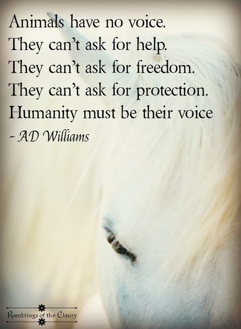 Wildlife Quotes, Animal Activism, Vegan Quotes, Stop Animal Cruelty, Horse Quotes, Animal Rights, Ask For Help, Animal Quotes, Dog Quotes