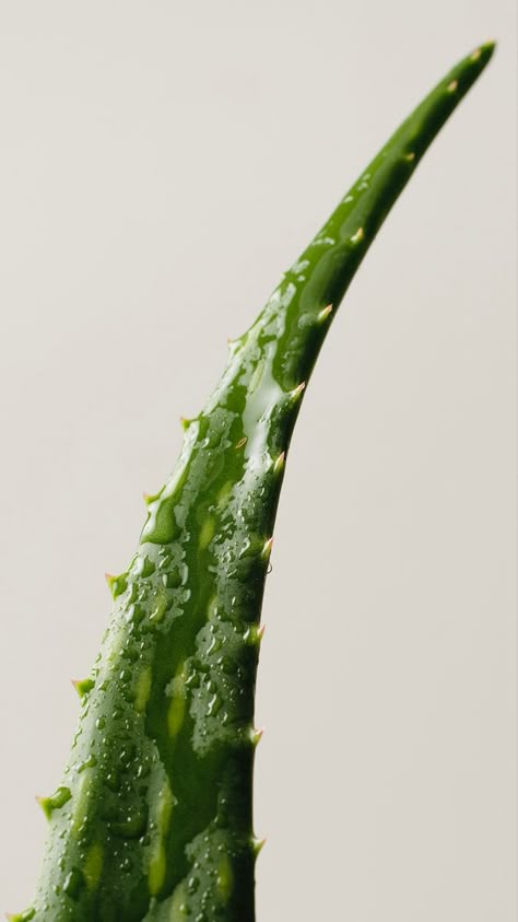 Cut Aloe Vera with water drops Soothe Sunburn, Fresh Skincare, Summer Skincare, Fade Dark Spots, Bath And Body Care, Good Health Tips, Vegan Skincare, Natural Face, Skincare Tips