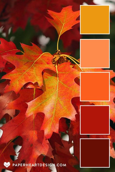 Photograph of fall leaves with a coordinating color palette showing shades of red, orange and yellow. Coral Color Palette, Palettes Color, Fall Color Schemes, Orange Color Palettes, Theme Tattoo, Color Schemes Colour Palettes, Living Coral, Fall Color Palette, Color Palate