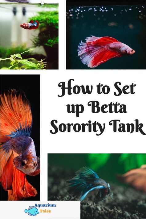 Koi Betta Fish Female, Betta Care Guide, Female Beta Fish Sorority, Female Betta Tank, Betta Fish Sorority Tank, Betta Sorority Tank Ideas, Female Betta Fish Sorority, Beta Sorority Fish Tank, Betta Community Tank