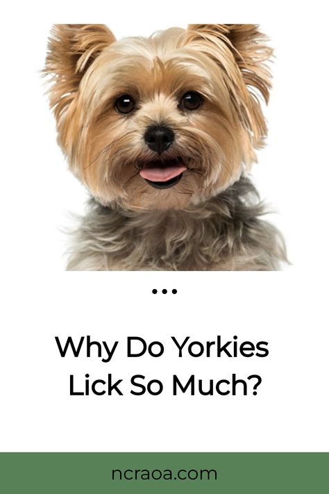 If you’re the new pet parent to a Yorkshire Terrier dog, or Yorkie, then you may be surprised by all the licks you’re getting. Yorkies are an affectionate dog breed that licks a LOT, so you Yorkie Long Hair, Yorkie Training, Yorkshire Terrier Grooming, Toy Yorkshire Terrier, Yorkie Haircuts, Yorkshire Dog, Yorkie Puppies, Yorkie Terrier, Dog Steps