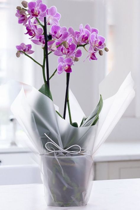 Send the perfect present with our vibrant Gift Wrapped Mini Pink Orchid 💕 #blossominggifts #happiness #greatvalue #seasonalflowers #florist #onlineflorist #miniorchid #orchid #houseplants #flowers Send Flowers Online, Fresh Flower Bouquets, Online Florist, Cellophane Wrap, Pink Orchids, Send Flowers, Uk Gifts, Flowers Online, Seasonal Flowers