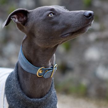 Whippet Padded Leather Collar Blue Blue Greyhound, Fancy Dogs, Blue Whippet, Racing Dogs, Cool Dog Collars, Greyhound Pictures, Whippet Collar, Dog Expressions, Greyhound Art