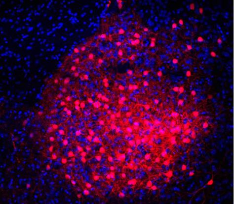 Neural Circuit Mechanisms of Emotion Identified Ventral Tegmental Area, Neural Connections, The Mechanisms, Shed Light, Healthy Brain, Brain Function, Neuroscience, The Brain, Google Chat