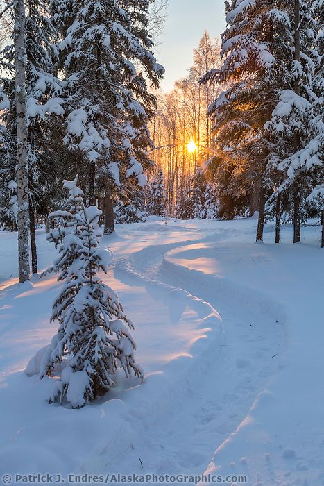 Boreal Forest Winter, Winter Forest Photography, Forest With Snow, Alaska Snow, Forest Pathway, Fairbanks Alaska, Snow Forest, Wonderful Nature, Boreal Forest