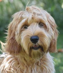 Cobberdog Australian, Australian Sheep Dog, Australian Cobber Dog, Australian Cobberdog Mini, Australian Dog Breeds, Miniature Australian Labradoodle, Chocolate Australian Labradoodle, Medium Coat, Textured Coat