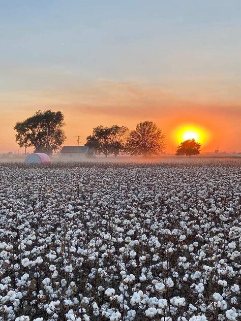 Cotton Field Photography, Field Paint, Country Gal, Cotton Fields, Fasion Outfits, Big Country, Field Of Dreams, روتين العناية بالبشرة, Cotton Farming