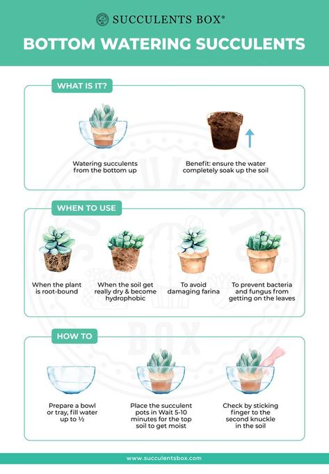 How And When You Should Bottom Water Your Succulents - Succulents Box Indoors Garden, Watering Succulents, Care For Succulents, Water Succulents, Bottom Watering, How To Water Succulents, Plant Tips, Household Plants, Plant Decoration