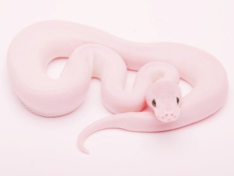 Pinkish beauty Pink Snake, Pet, Funny, Pink, White