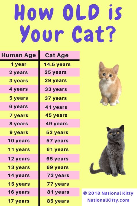 How old is your cat in cat years? Convert your cat's age from human years to cat years. This chart will help you! Cat To Human Years, Cat Years Chart, How Old Is My Cat, How Old Is My Cat In Human Years, Cat Age Chart, All About Cats Facts, Cat Age, Facts About Cats, Litter Robot