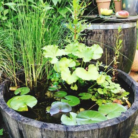 Barrel Pond, Indoor Plants Diy, Unusual Planter, Tiny Garden Ideas, Herb Garden Pots, Small Garden Ideas, Creative Planter, Bird Houses Painted, Lavender Garden