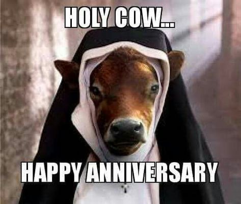 Happy Anniversary Quotes Funny, Happy Anniversary Meme, Anniversary Memes, Pics For Friends, Happy Anniversary Funny, Funny Anniversary Wishes, Cute Happy Birthday Wishes, Happy Work Anniversary, Happy Anniversary Messages