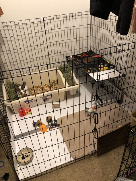 Cage set up for a 14 week old Flemish giant/ Rex mix! HUGE cat litter box with a hay holder Rabbit Litter Box Ideas, Rabbit Essentials, Rabbit Enclosures, Bunny Setup, Indoor Rabbit House, Rabbit Hutch Plans, Puppy Pen, Indoor Rabbit Cage, Flemish Giant Rabbit