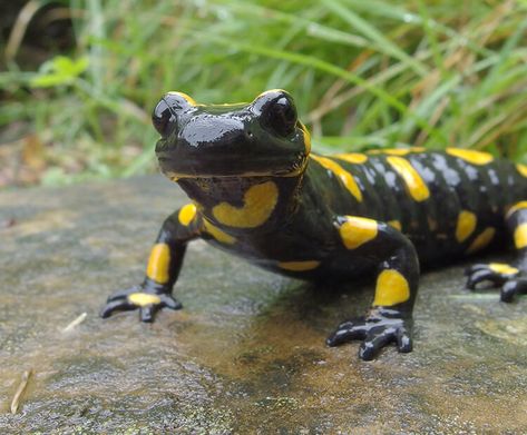 Fire salamander | San Diego Zoo Kids Cute Salamander, Salamander Aesthetic, Fire Salamander Art, Fire Salamander, Red Backed Salamander, Salamanders, Barred Tiger Salamander, Mystical Animals, Animal Study