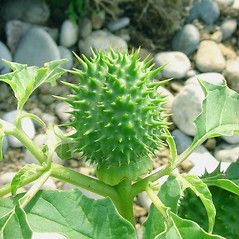 Thorn Apple, Back Gate, Apple Plant, Angel Trumpet, Ripe Fruit, Flower Petals, Botany, Dandelion, Gate