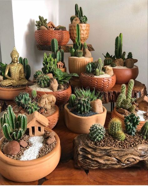 Mini Cactus Garden, Succulent Bowls, Succulent Garden Indoor, Succulent Garden Design, Succulent Garden Diy, Cactus Decor, Succulent Gardening, Have Inspiration, House Plants Decor