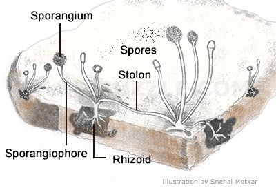 A Simple Experiment to Grow and Study Bread Mold Bread Mould, Apologia Biology, Biology Experiments, Black Bread, Types Of Fungi, Different Types Of Bread, Biology Art, Bread Mold, Types Of Mold