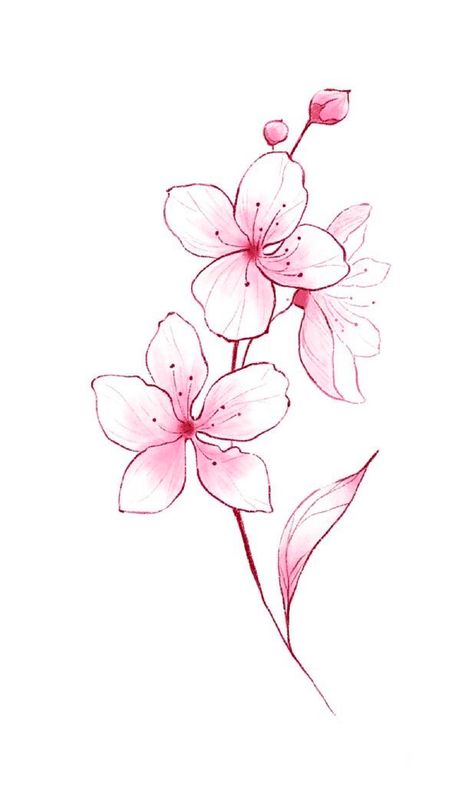 How To Draw Sakura Flower, Mulan Flower Tattoo, Cherry Blossom Graphic, Sakura Flowers Drawing, Azalea Flower Drawing, Cherry Blossom Flower Drawing, 2 Flowers Tattoo, Azalea Flower Tattoo, Japanese Flower Drawing