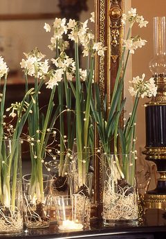 Ideias claras para decorar a mesa de ano novo!!! Paper Whites, Narcissus Bulbs, My French Country Home, French Country Home, Indoor Flowers, Bulb Flowers, Country Home, Indoor Garden, Garden Inspiration