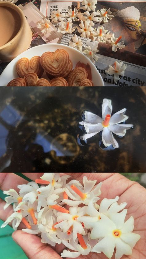 Shiuli Flower Aesthetic, Shiuli Flower, Flowers, Quick Saves