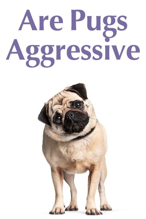 Are Pugs aggressive? What you need to know about this breed, especially, if you have children or.. Funny Pug Videos, Chug Dog, Pug Facts, Pug Quotes, Pug Cake, Painkiller Cocktail, Puggle Puppies, Atticus Quotes, Pug Dog Puppy