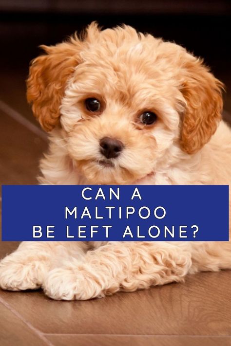 Maltipoos can be left alone for a few hours but they are a very social dog, so there are some precautions you will need to take if you have to leave your Maltipoo alone for multiple hours every day. Maltipoo Puppy Training, Maltipoo Haircut Styles, Maltipoo Dogs Full Grown, Moodle Maltese Poodle, Maltipoo Adult, Maltipoo Training, Maltipoo Full Grown, Brown Maltipoo, Maltipoo Breeders