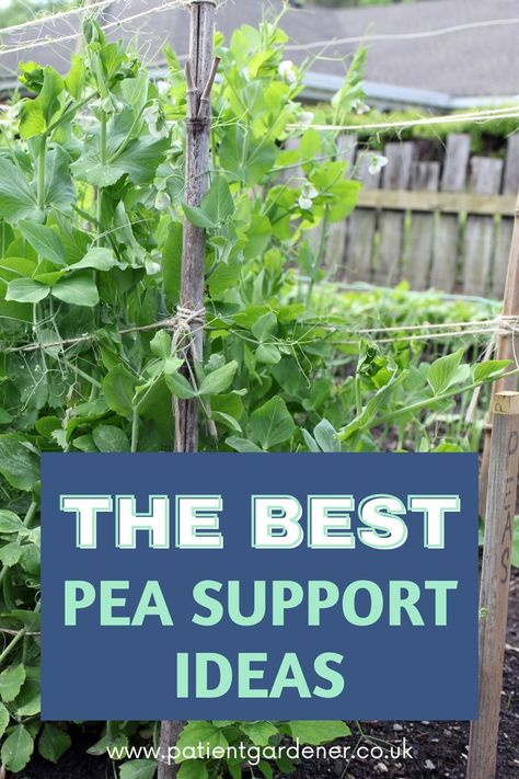 pea support ideas Pea Support Ideas, Peas Trellis, Outdoor Trellis Ideas, Pea Plants, Bean Trellis, Vegetable Trellis, Pea Trellis, Growing Peas, Garden Arch Trellis