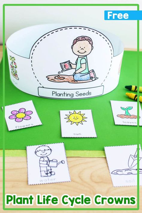 Plant Life Cycle Hats {Free Printable} Plant Life Cycle Activities Kindergarten, Life Cycle Of A Plant Preschool Free Printables, Growing Gardens Crafts For Preschool, Plant Life Cycle Craft Preschool, Life Cycle Of A Plant Free Printable, Plant Workshop Ideas, Flower Life Cycle Craft, Flower Life Cycle Preschool, Life Cycle Preschool