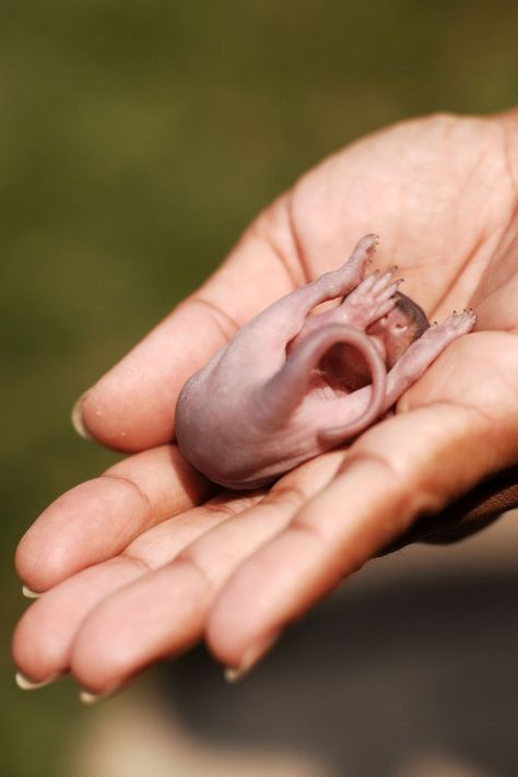 Baby squirrel of birth❤❤🥰 👇 #squirrel #squirrels #squirrellife #redsquirrel #squirrelsofig #squirrelwatching #flyingsquirrel #squirrelwhisperer #squirrelhunting #squirrelphotography #squirrelfriends #squirrelsquad #squirrelgirl #cutesquirrel #squirrelfanworld #redsquirrels #squirrelbaby #squirrelsnutbutter #squirrelfanclub #squirrelrescue #squirrelscope #squirreltattoo #squirrelsofinsta #greysquirrels #squirrelcomepickmeup #squirrelrehab #squirrelnutzippers #cutesquirrels #easterngreysquirrel Baby Squirrel Care, Cats Posing, Movie Theater Snacks, Squirrel Tattoo, Raising Ducks, Animals Care, Flying Squirrel, Animal Room, Cat Pose