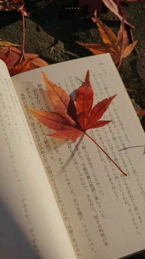 Natural Beauty Aesthetic, Autumn Nostalgia, Well Paper, Filter Guide, Japan Autumn, Natural Wallpaper, Aesthetic Natural, Filter Aesthetic, Natural Manicure