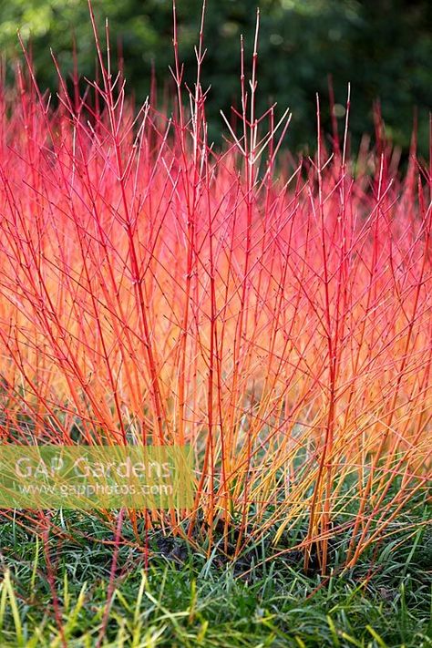 Cornus sanguinea 'Anny's Winter Orange'. Cornus Sanguinea, Winter Orange, Plant Palette, Plant Photography, Backyard Retreat, Winter Beauty, Natural Garden, Garden Furniture, Garden Plants