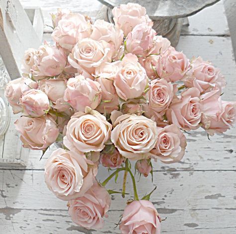 Photo Rose, Rose Belle, Pale Pink Roses, Deco Rose, Beautiful Pink Roses, Colorful Roses, Rose Pastel, Deco Floral, Beautiful Blooms