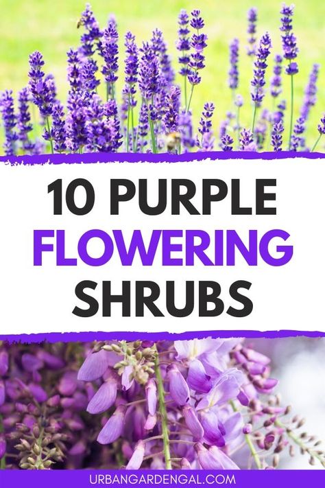 Purple flowering shrubs are great for adding color to a garden. Here are 10 beautiful shrubs with purple flowers to plant in your backyard. #shrubs #flowergarden #flowers Purple Shrubs Front Yards, Fragrant Flowers Perennials, Purple Flowering Shrubs, Purple Flower Bush, Purple Perrenial Flowers, Backyard Shrubs, Purple Shrubs, Tall Purple Flowers, Perennial Bushes