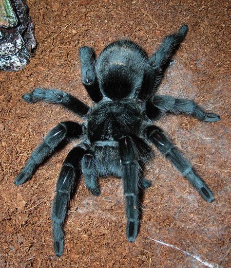 g. pulchra (Brazilian Black) Brazilian Black Tarantula, Black Tarantula, Tarantula Enclosure, Pet Tarantula, Arachnids Spiders, Spiders And Snakes, Spider Species, Big Spiders, Pet Spider