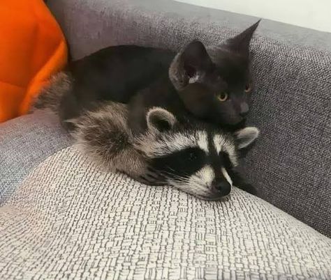 Raccoon Pictures, Favorite Animals, Online Group, Sense Of Humor, Animal Wallpaper, Animal Tattoos, Funny Pics, My Favorite, Sense