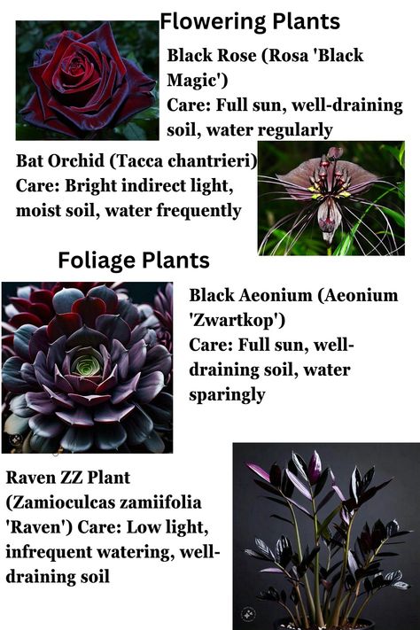 Gothic plants for my Gothic garden lovers Gothic Garden Flowers, Gothic Garden Aesthetic, Dangerous Flowers, Gothic Plants, Flower Hashira, Goth Plants, Creepy Plants, Gothic Gardens, Plant Meanings