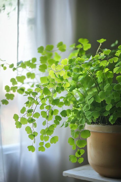 Maidenhair Fern (Adiantum) is a graceful and elegant choice for any indoor garden! 🌿🏡 Known for its delicate, fan-shaped fronds and airy appearance, this plant is a delightful blend of beauty and charm. Perfect for adding a touch of softness and lush greenery, Maidenhair Fern is easy to care for and bursting with visual appeal. Indulge in this timeless botanical elegance today! 🌱✨ #MaidenhairFern #Houseplants #IndoorGarden #GreenLiving Maiden Hair, Plant Vegetables, Maidenhair Fern, Cat Plants, Living Room Plants, Plants Are Friends, Plant Decor Indoor, Forest Garden, House Plants Decor