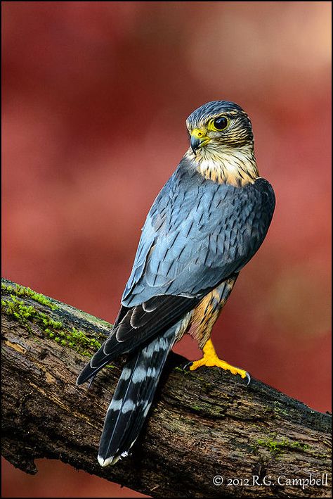 Romulan Bird Of Prey, Medieval Falconry, Merlin Bird, Red Footed Falcon, South African Birds Of Prey, Raptors Bird, Coastal Birds, Bird Artwork, Exotic Birds