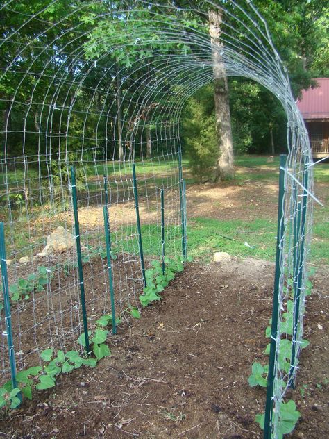 Leaving Egypt: Bean Tunnel Bean Tunnel, Pumpkin Trellis, Bean Trellis, Vegetable Trellis, Plantarea Legumelor, Tomato Trellis, Vertical Vegetable Garden, Garden Arches, Bottle Garden