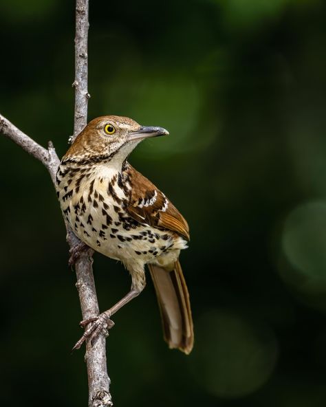 Brown Thrasher Birds, Brown Thrasher Tattoo, Thrasher Tattoo, Bird Reference Photos, Brown Thrasher, Danielle Brooks, Candle Logo, Bird Reference, Egyptian Temple