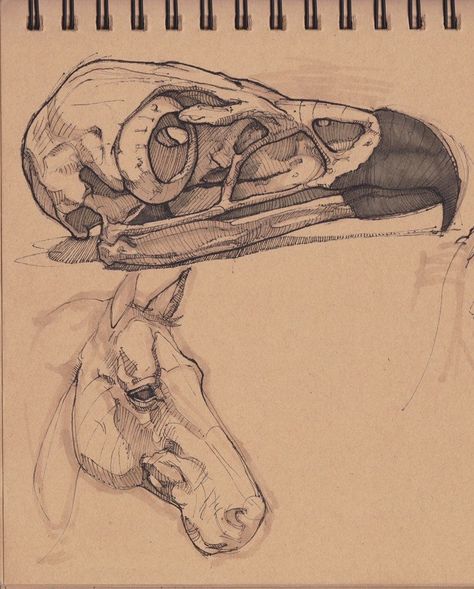 Peter Han, Eagle Skull, Golden Eagle, Scientific Illustration, Animal Sketches, Creature Concept Art, Animal Skulls, Bird Drawings, Anatomy Art