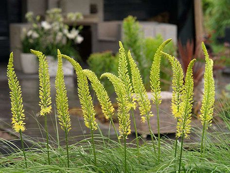 Gardening 101: Foxtail Lily - Gardenista Foxtail Lily, Bulbous Plants, Shade Shrubs, Lily Bulbs, Yellow Garden, Tall Flowers, Giant Flowers, Flower Spike, Spring Bulbs