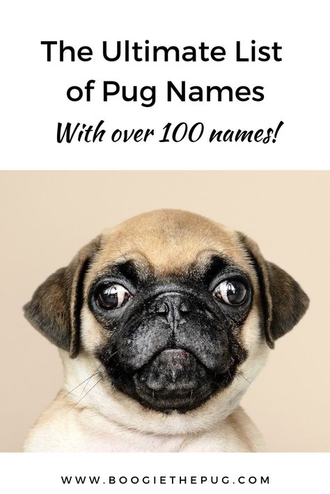 Naming a pug is a big responsibility. It will be a word that you'll use for years to come. Here are a few tips on picking the best name for your pug. Pug Puppy Care, Girl Pug Names, Funny Girl Names, Puppies Names Female, Names Starting With C, Pug Names, Girl Dog Names, Female Dog Names, Baby Pugs