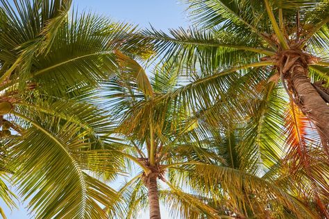 Sun leaking through the palm leaves. Tropical Facebook Cover Photos, Tropical Computer Wallpaper, Beach Cover Photos Facebook, Tropical Laptop Wallpaper, Beachy Macbook Wallpaper, Summer Desktop Wallpaper Aesthetic, Spring Macbook Wallpaper, Beach Computer Wallpaper, Landscape Computer Wallpaper