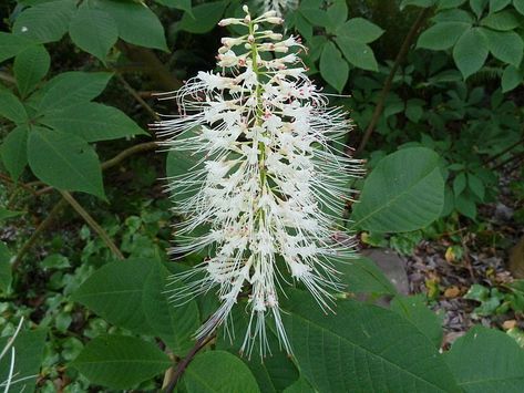 Black Chokeberry, Butterfly Milkweed, Farm Landscaping, Virginia Bluebells, Wild Geranium, Easy Gardening, Potager Garden, Native Garden, How To Attract Hummingbirds