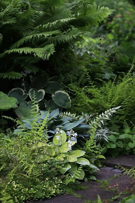 Plants That Love Shade, Shade Garden Design, Shady Garden, Shadow Plants, Ferns Garden, Shadow Garden, Shade Gardens, Have Inspiration, Woodland Garden