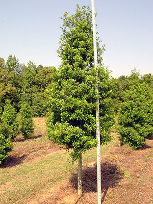 Foster Holly (tree-form) Tree Form Holly, Foster Holly, Landscaping Privacy, Holly Trees, Tree Name, Diy Landscape, Backyard Walkway, Privacy Landscaping, Holly Tree